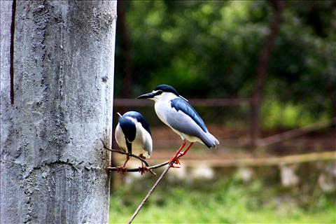 Birds